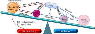 IL-35 Regulates the Function of Immune Cells in Tumor Microenvironment